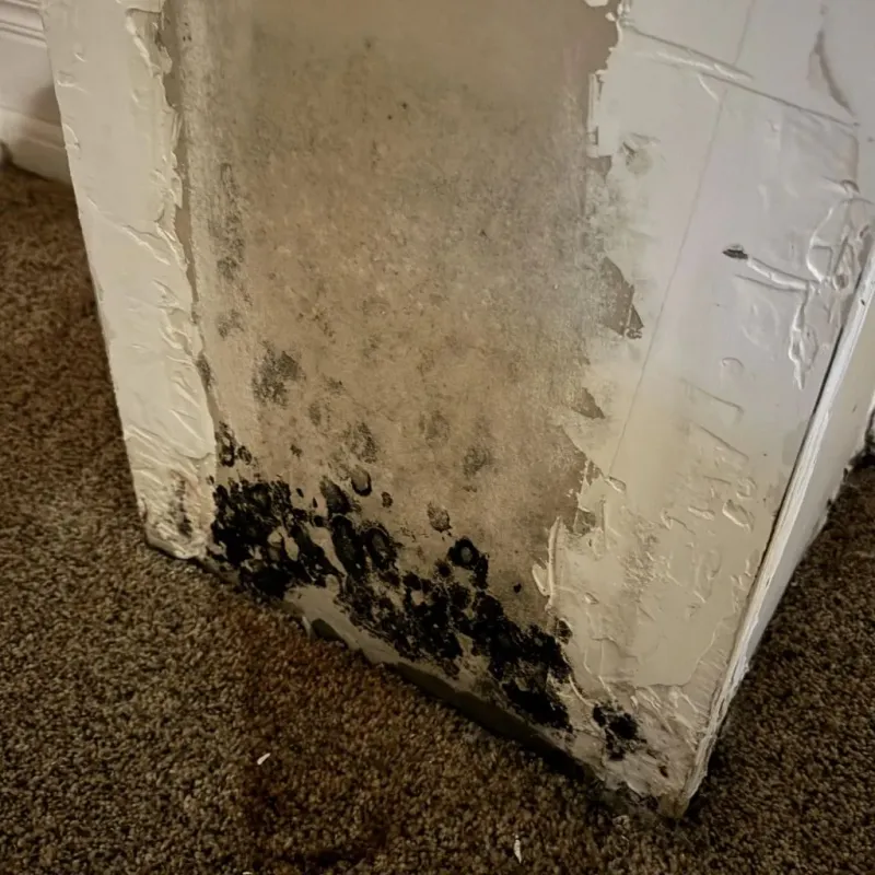 Professional Mold Removal in Dunedin, FL